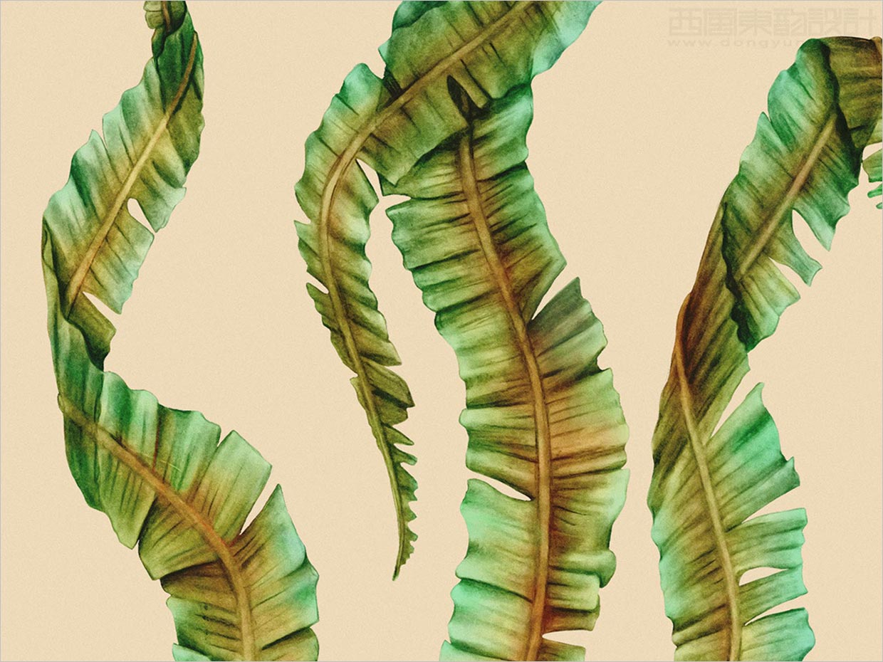 挪威Sjy海藻片素食海鮮休閑食品包裝設(shè)計之插圖設(shè)計