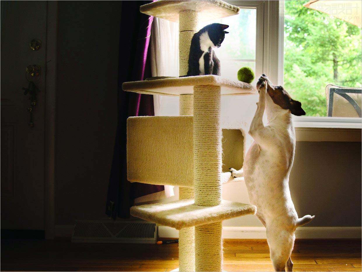 美國(guó)Nutro天然寵物食品包裝設(shè)計(jì)之實(shí)物照片