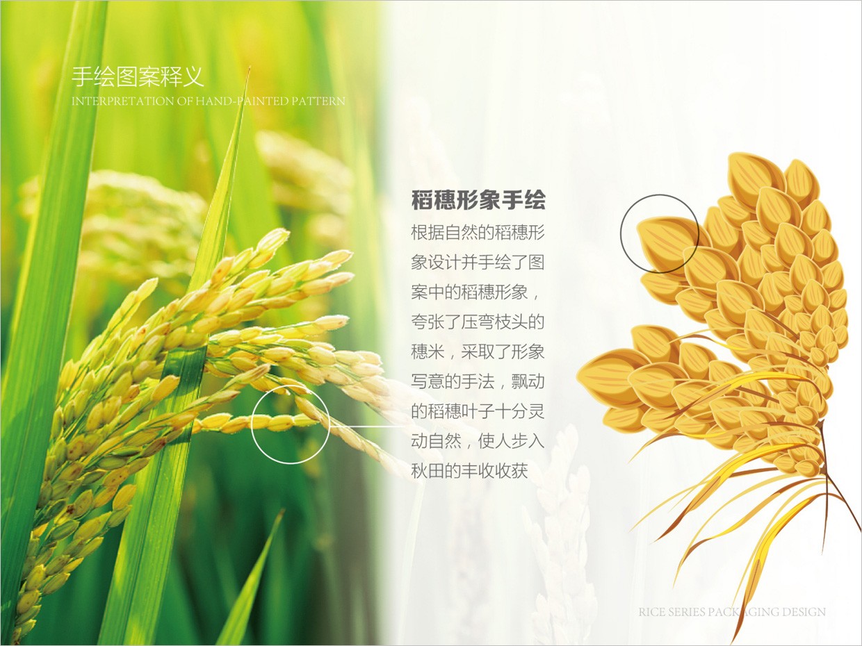 綠牧嶺大米農(nóng)產(chǎn)品包裝設計之水稻手繪插圖